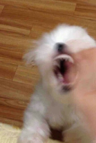 열광 개열광 포효