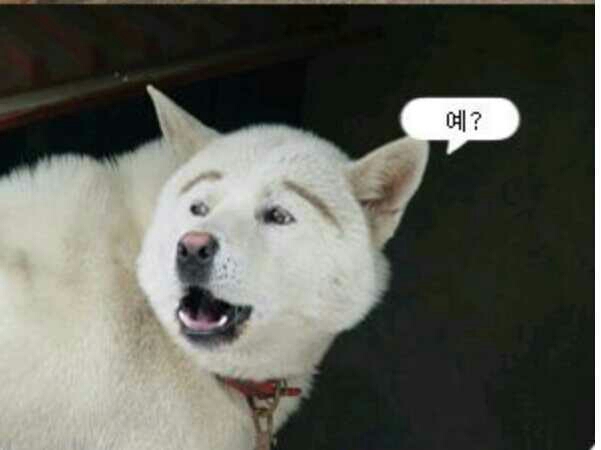 예 반문 예?