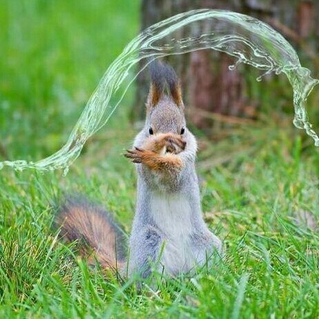 물의정령 다람쥐 동물 귀여움