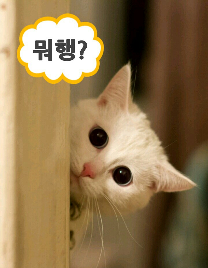 빼꼼 뭐해 뭐 해?