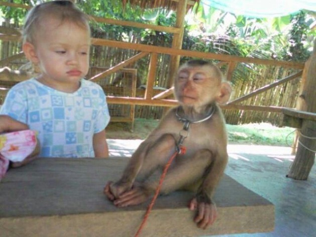 표정 아이 원숭이 똑같은 일본원숭이 삐죽 입나온 뽀루퉁