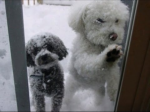 겨울 추워 영하 한파 상상불가 추위 얼음 눈 온도 강아지 눈오는 밖에서 문열어 달라고