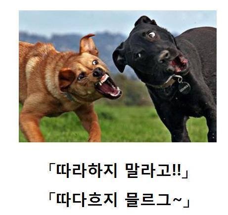 웃기지마 따라하지마 따다흐지믈르그