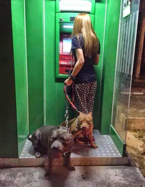 머임마 강아지 안전 은행 ATM 완벽 보안 철통 무서운