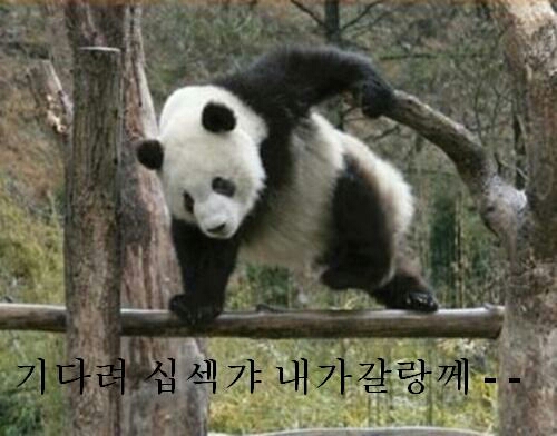 내가갈게 기다려 기달 팬다 팬더 짤