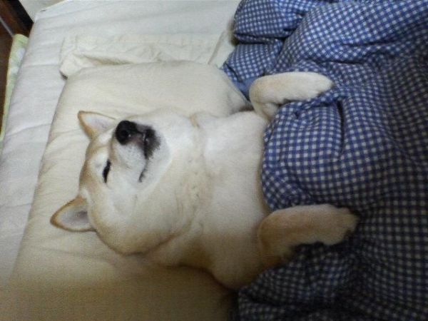강아지 동물 개 편안한 이불 침대 개편안 편한 이불덮고 자는 모습