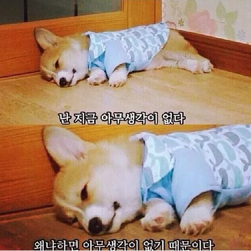 나는아무생각이없다 왜냐하면 생각없는개 아무생각 생각이없다