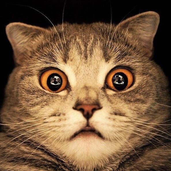 고양이 놀람 눈동자 깜놀 냥이 표정