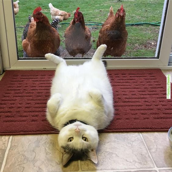 냥이 고양이 닭 누워있는 돼냥이 살찐 벌러덩