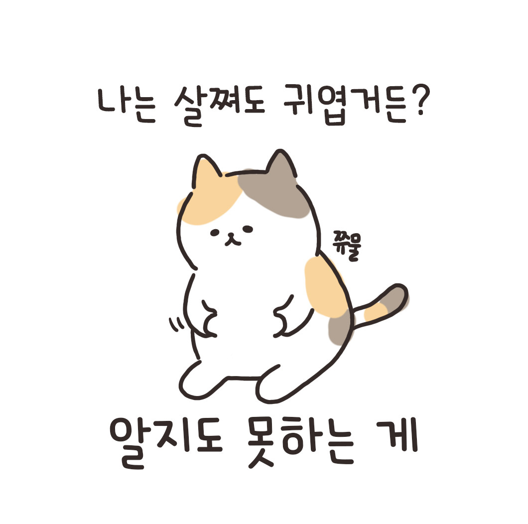 고양이 냥이 귀엽 돼지