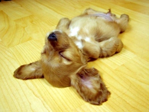 지루 하품 피곤 피곤해 지루해 가아지 잠자는 모습 바닥에 누운 강아지