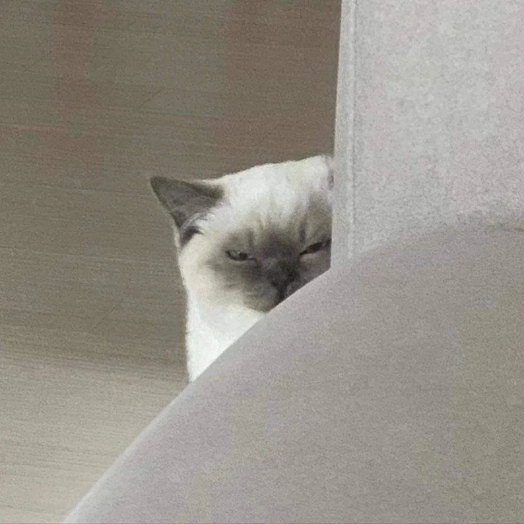 째려보는 고양이 찌릿 째릿 #냥짤