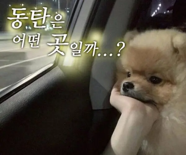 동탄은 어떤 곳일까 #멍짤 #강아지 #멍멍이