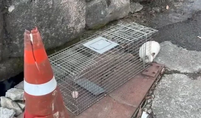 해처리에 S급매물이 나타난걸 본 캣대디