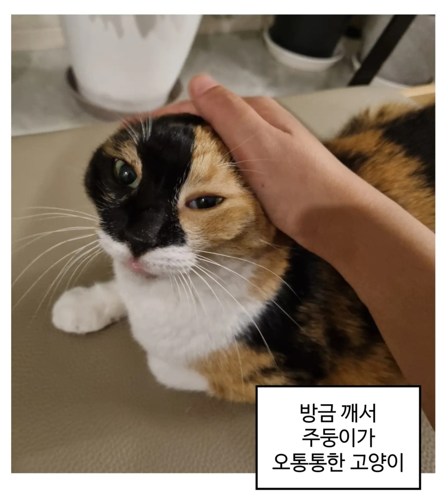 방금 일어난 고양이 자랑하는 만화