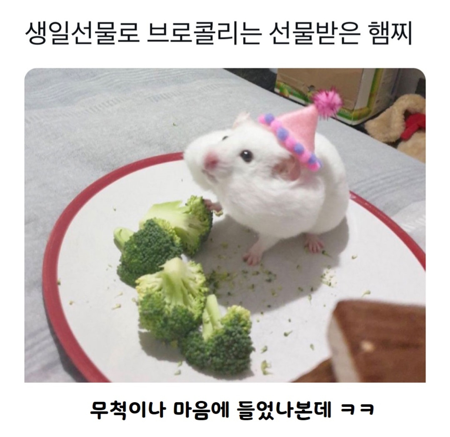 생일선물로 브로콜리받은 햄찌