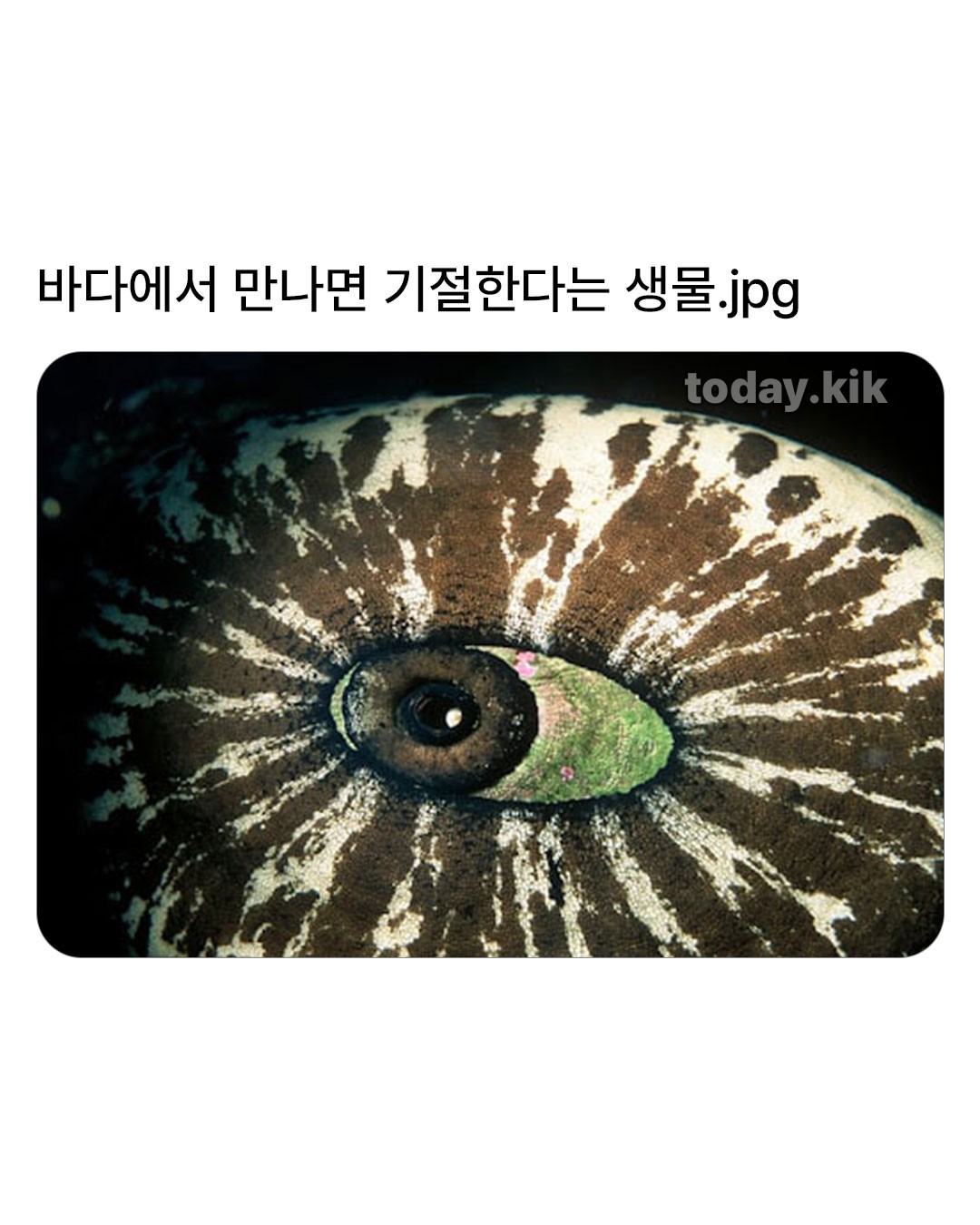 자연) 바다속에서 만나면 100프로 기절할 자신있는 생물.jpg