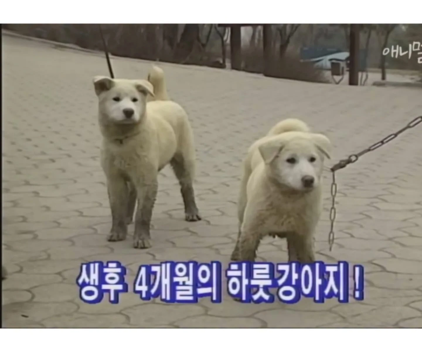 하룻강아지 범 무서운줄 모른다