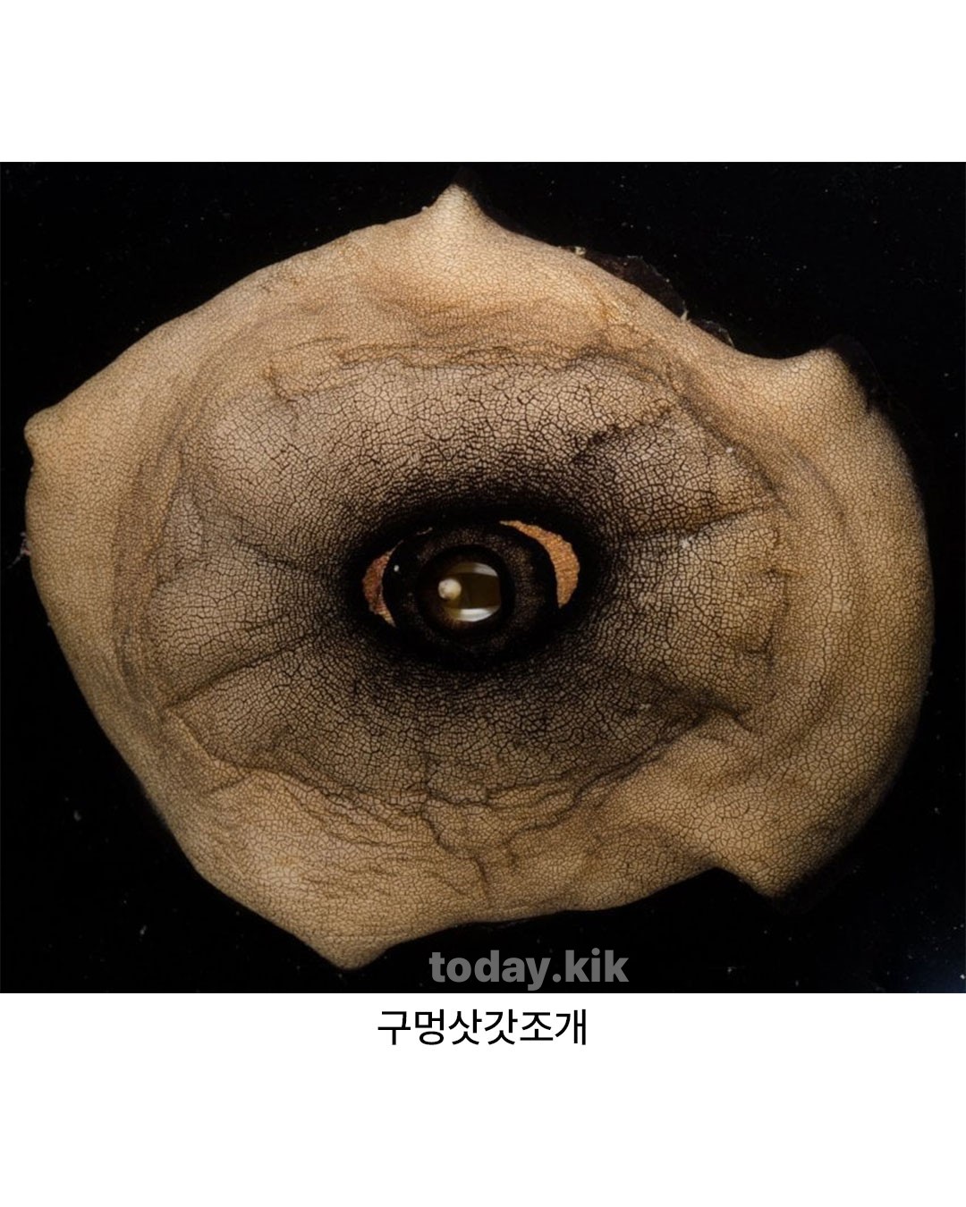 자연) 바다속에서 만나면 100프로 기절할 자신있는 생물.jpg