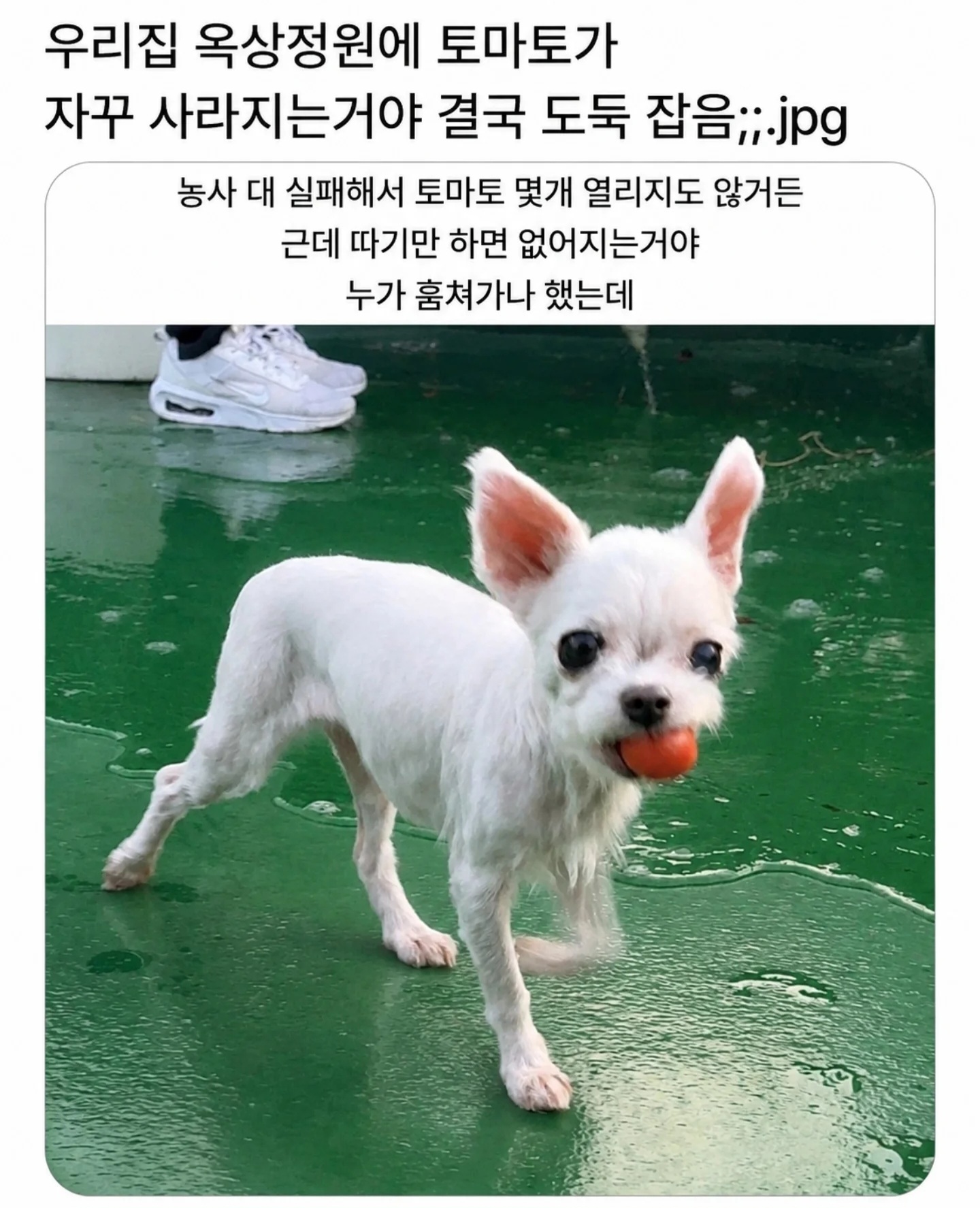 토마토 도둑을 잡았는데