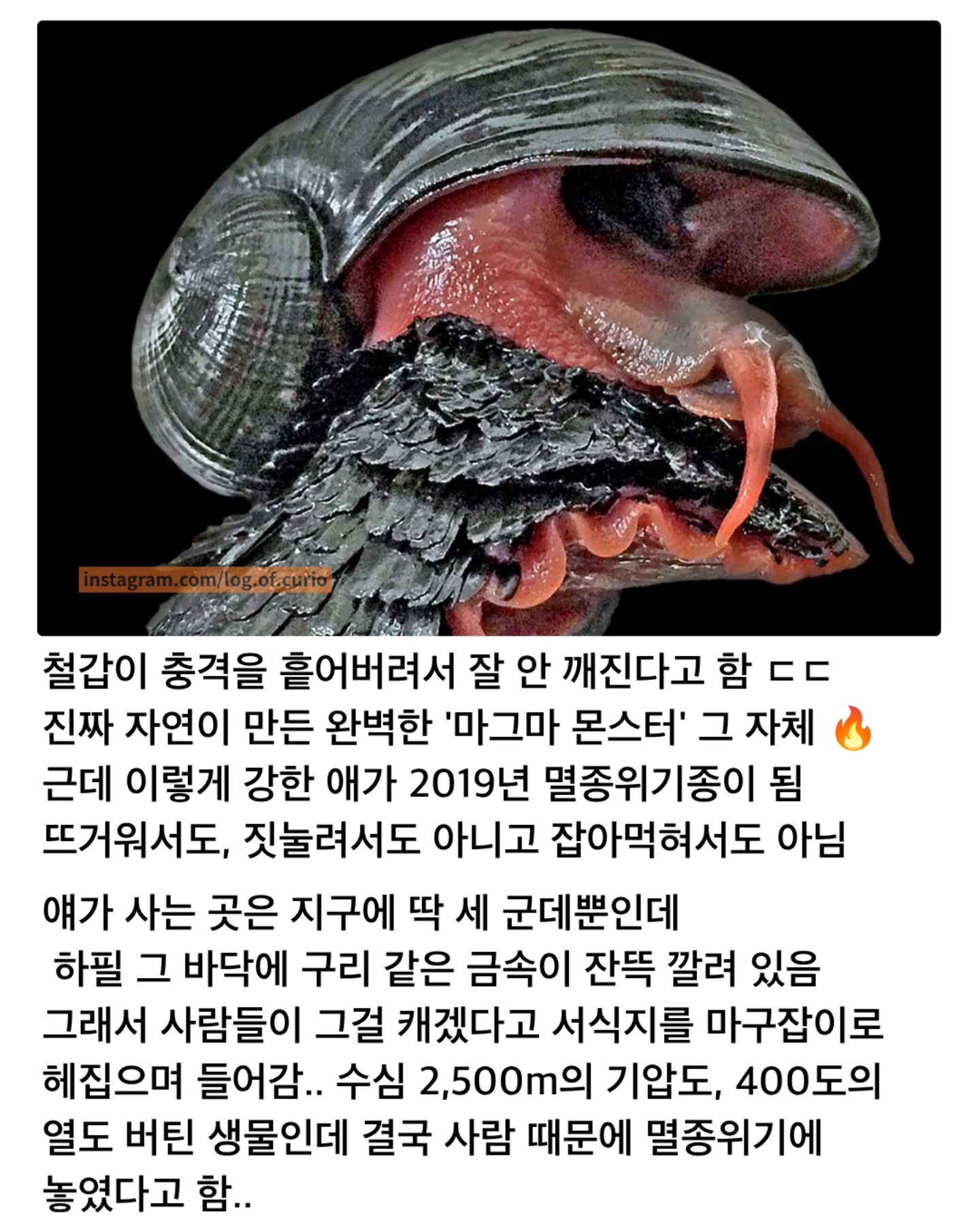경이로운 자연) 현실판 메탈슬러그.jpg