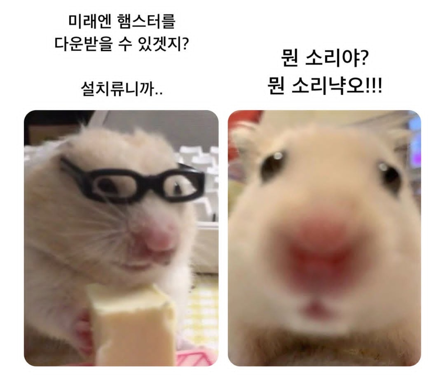 미래엔 햄스터를 다운받을수있겠지?