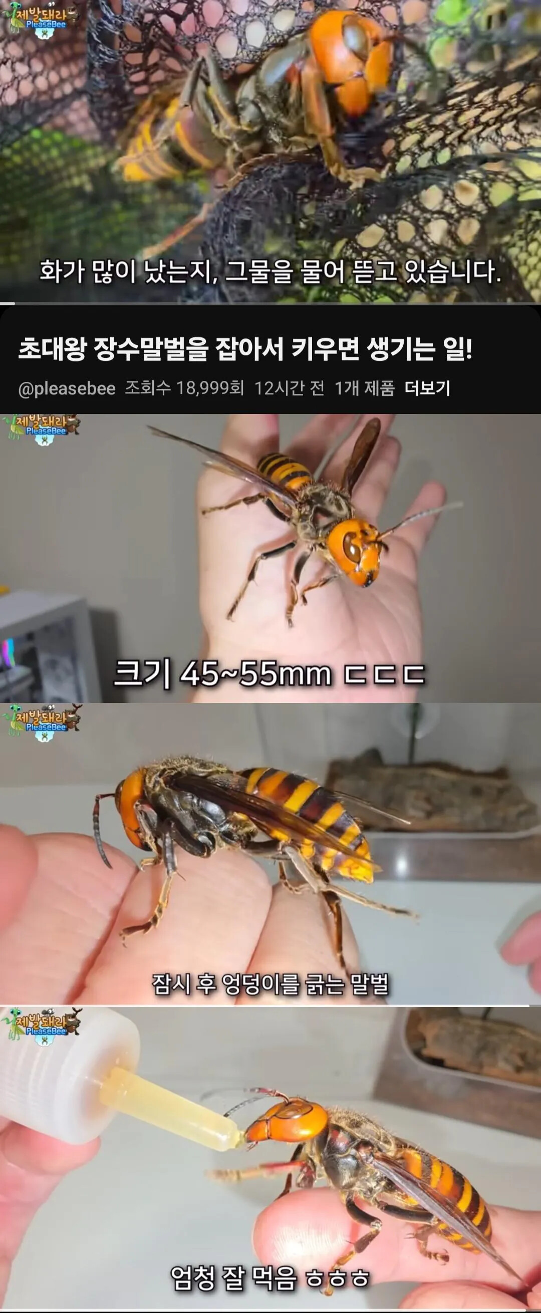 6년전 호박벌을 길들인 유튜버 근황.jpg
