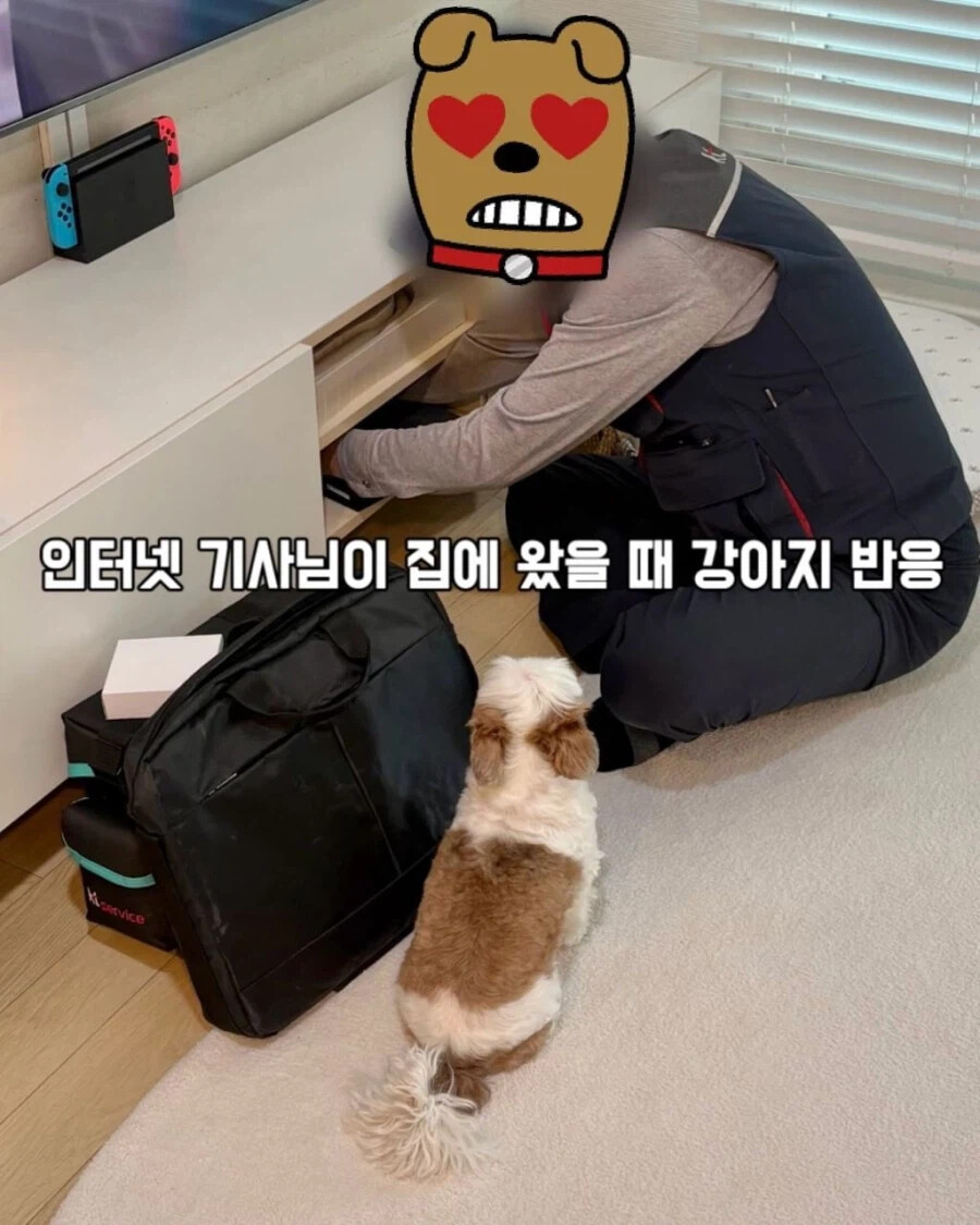 인터넷 기사님이 집에 왔을 때 강아지 반응.jpg