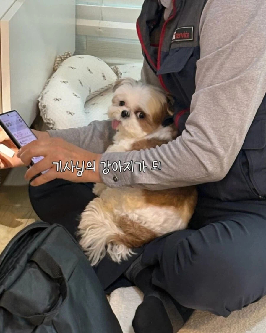 인터넷 기사님이 집에 왔을 때 강아지 반응.jpg