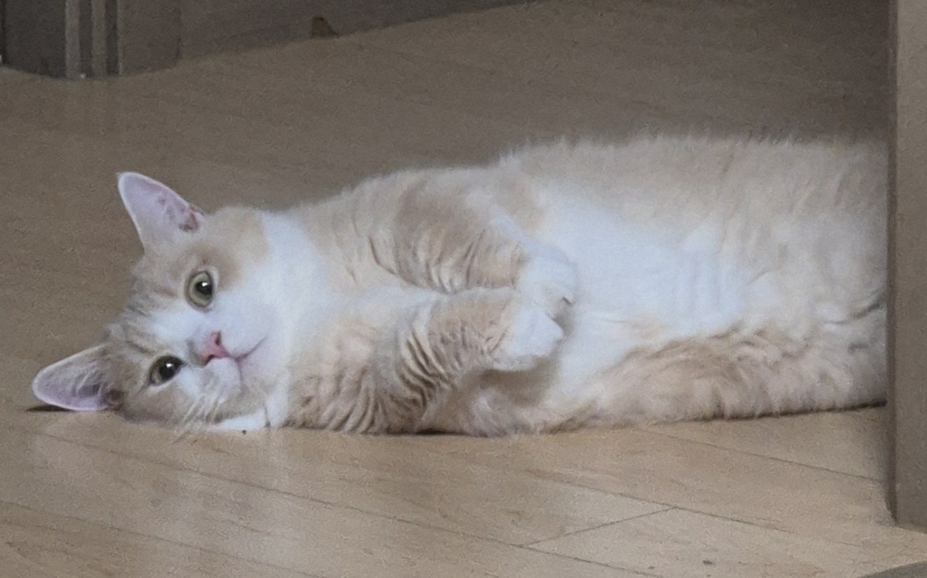 고양이) 뒷다리만 봐도 귀여움