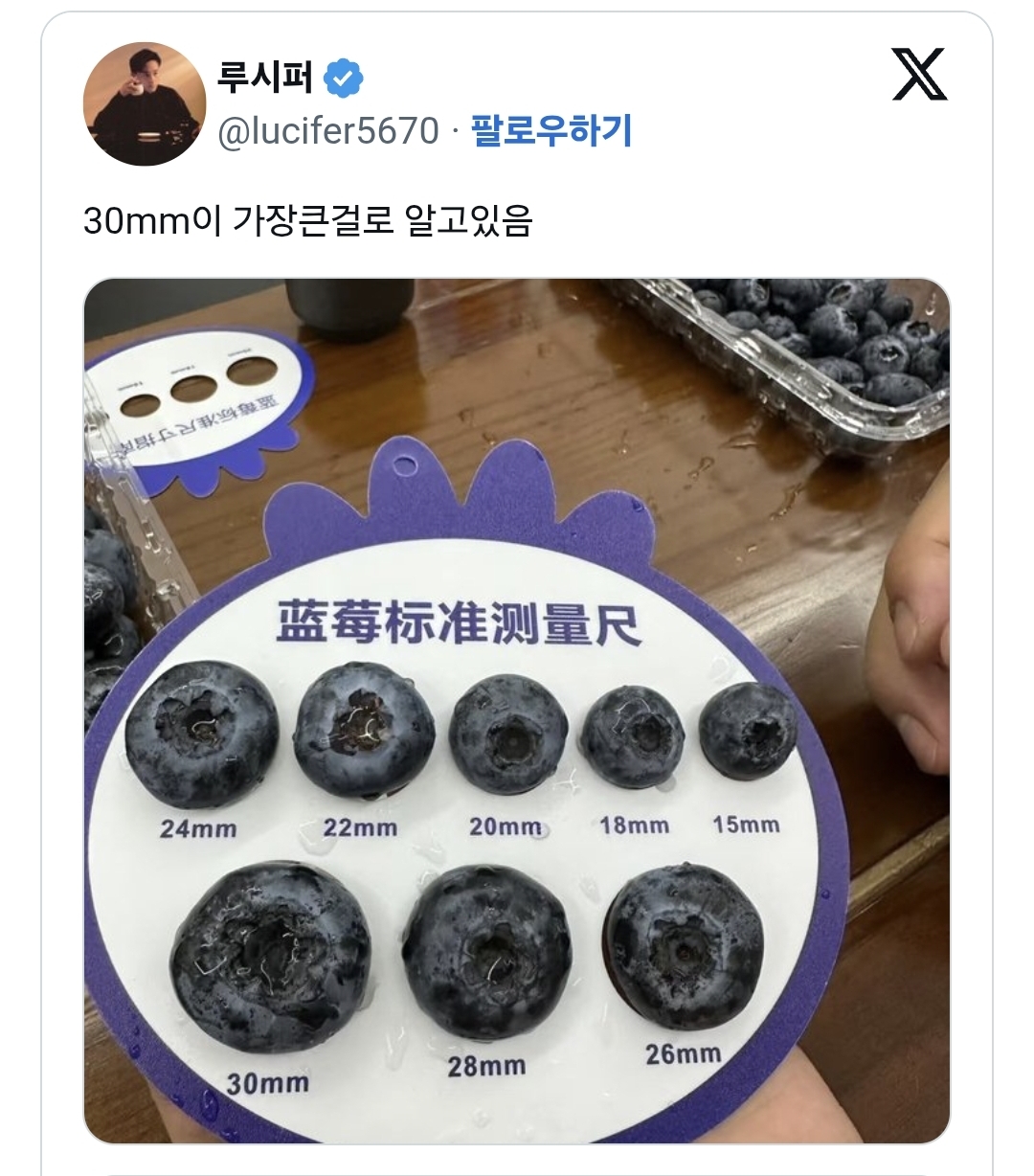 중국에서 판다는 대왕 블루베리.jpg