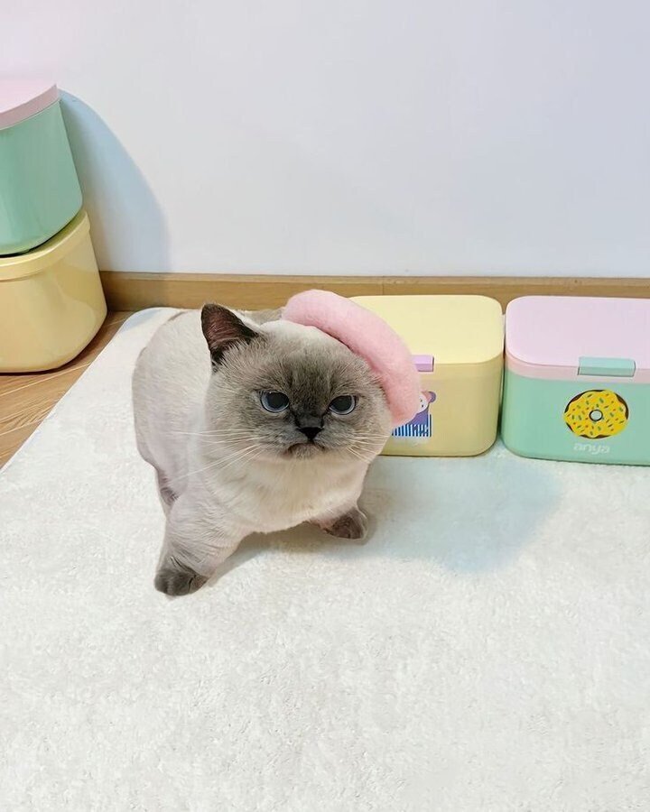 무진장 표독한 고양이 한장.