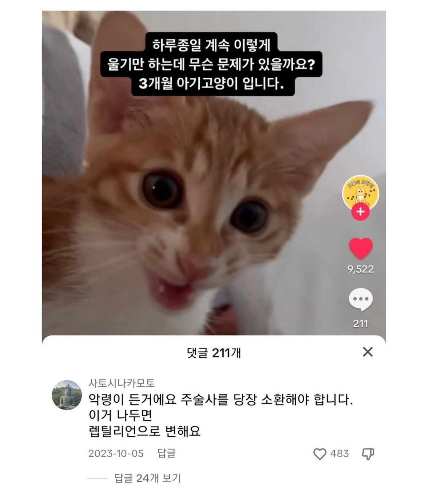 아기고양이가 하루종일 우는데