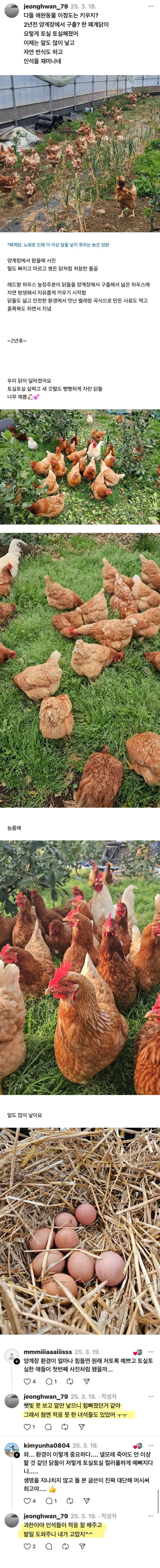 폐닭 사와서 2년 묵힌 결과