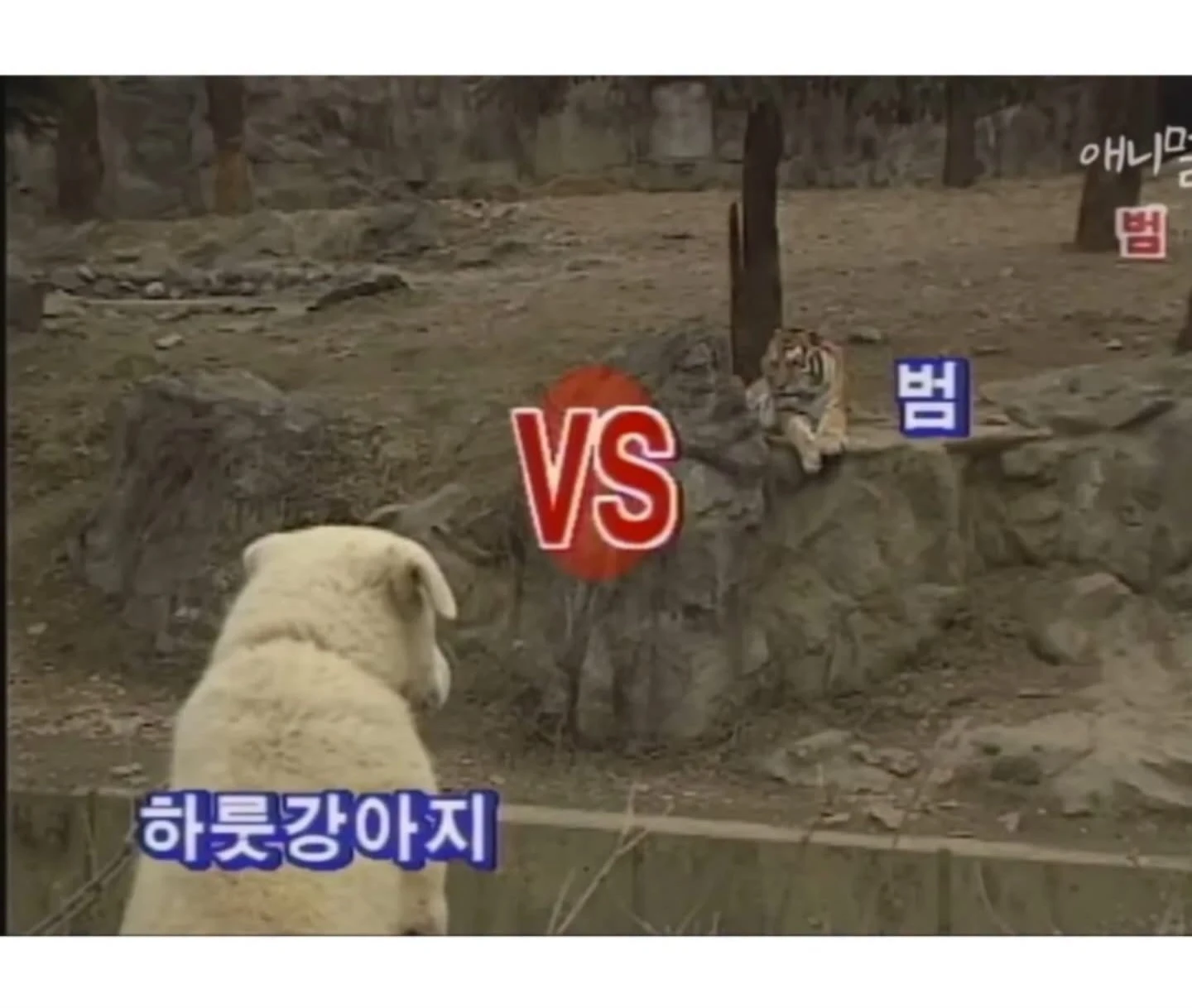 하룻강아지 범 무서운줄 모른다