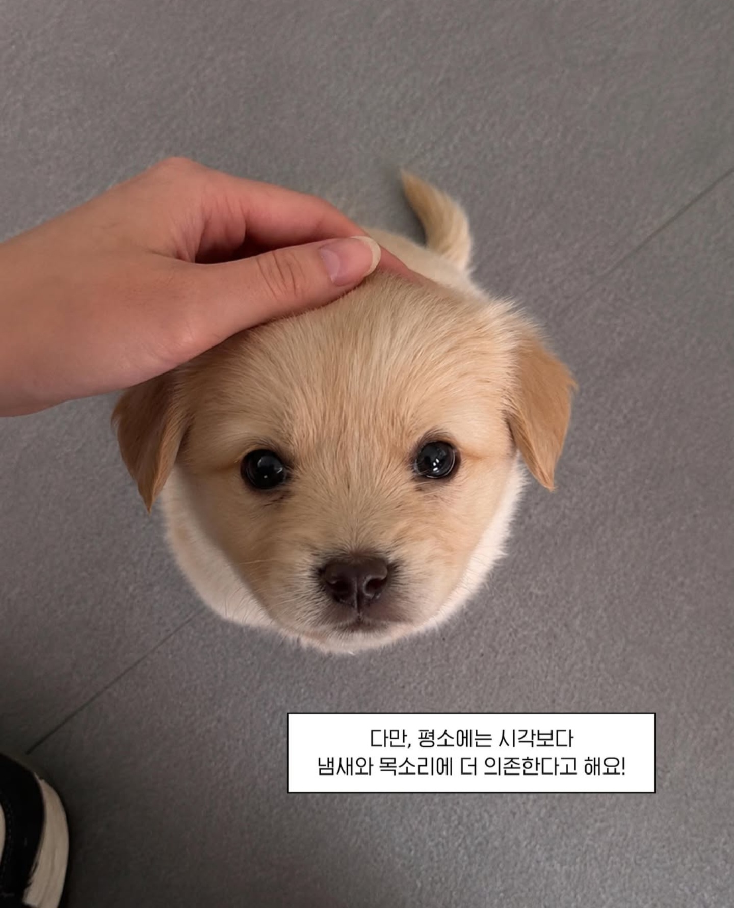 강아지는 사진속 보호자를 알아볼까???