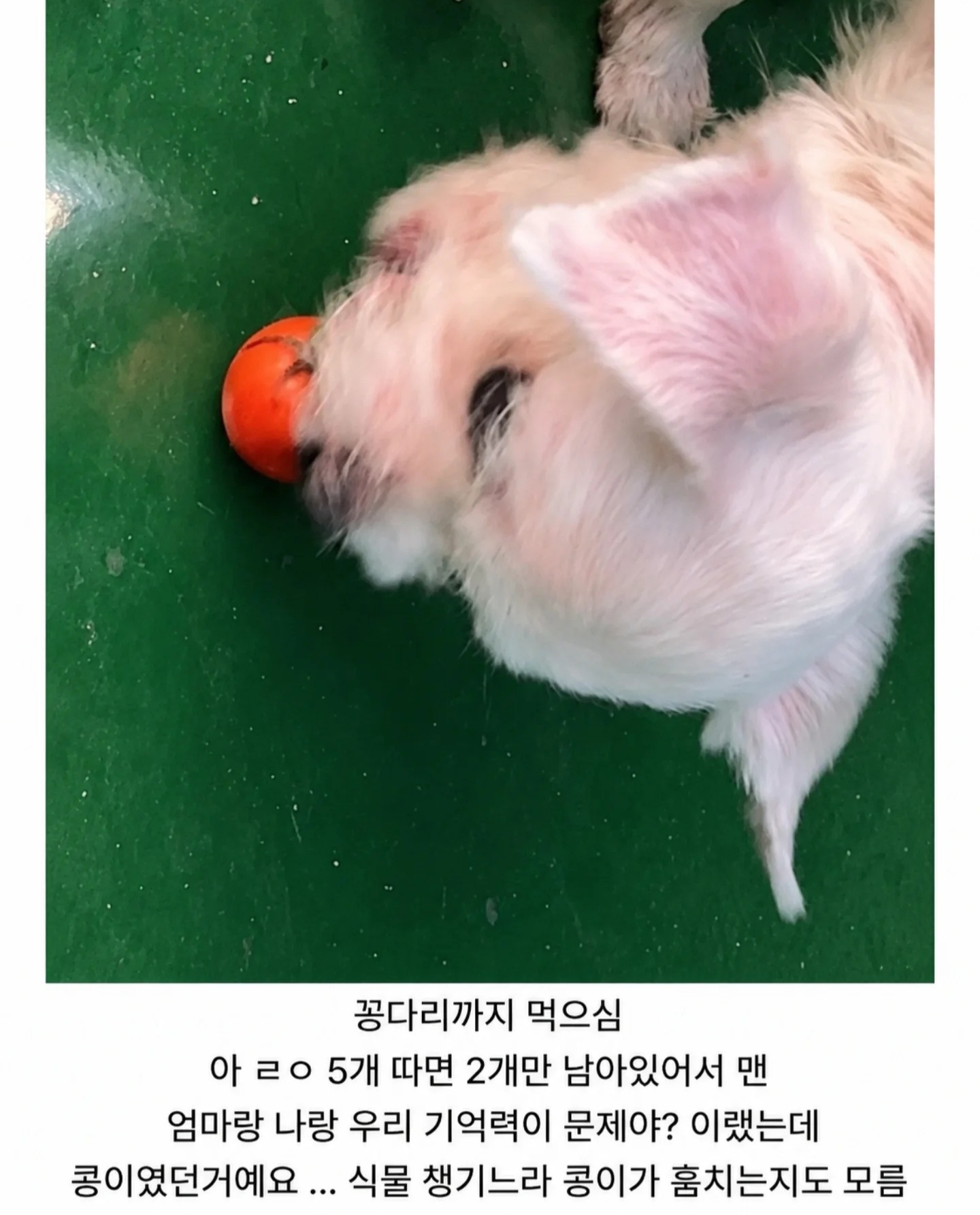 토마토 도둑을 잡았는데