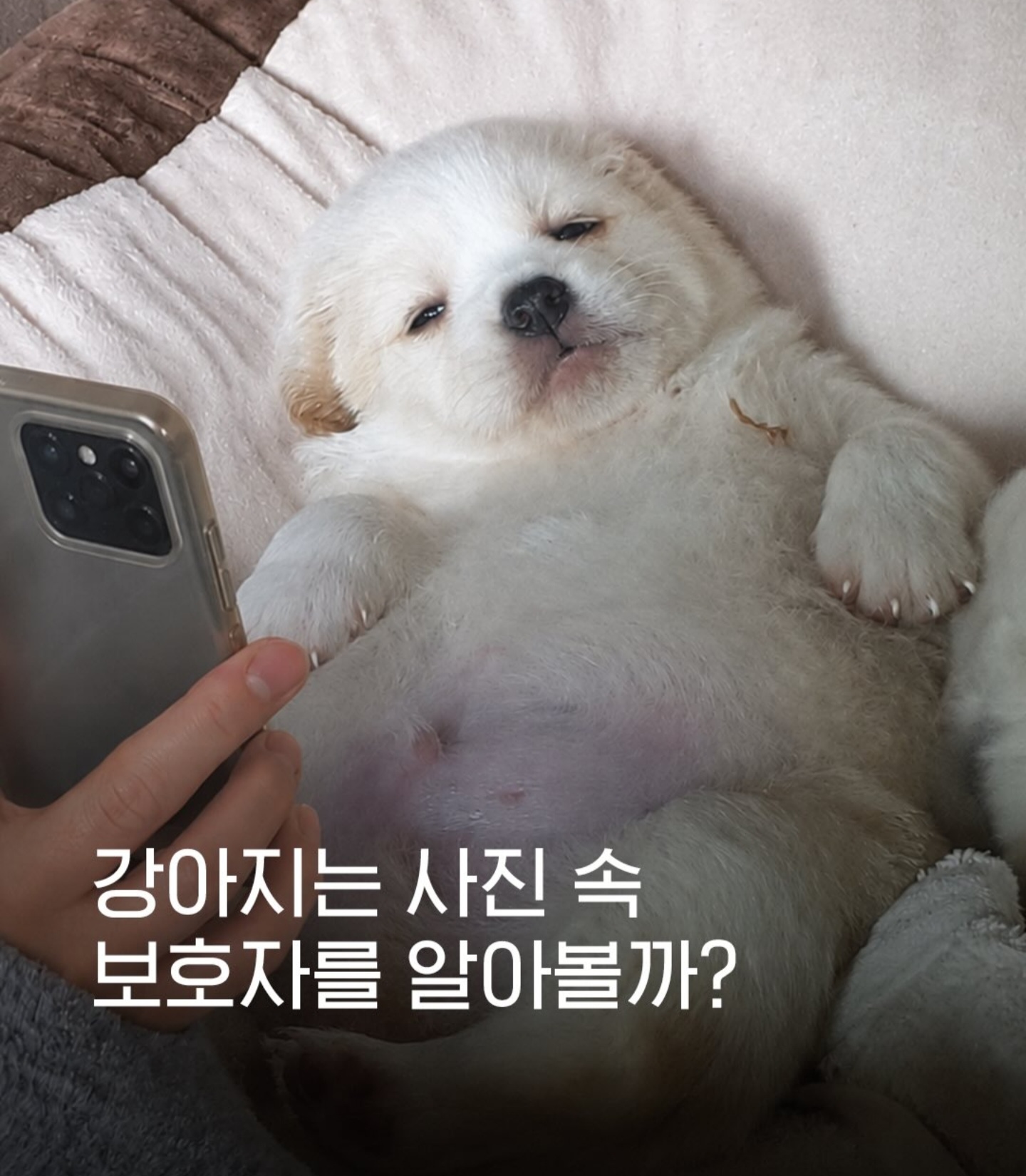강아지는 사진속 보호자를 알아볼까???