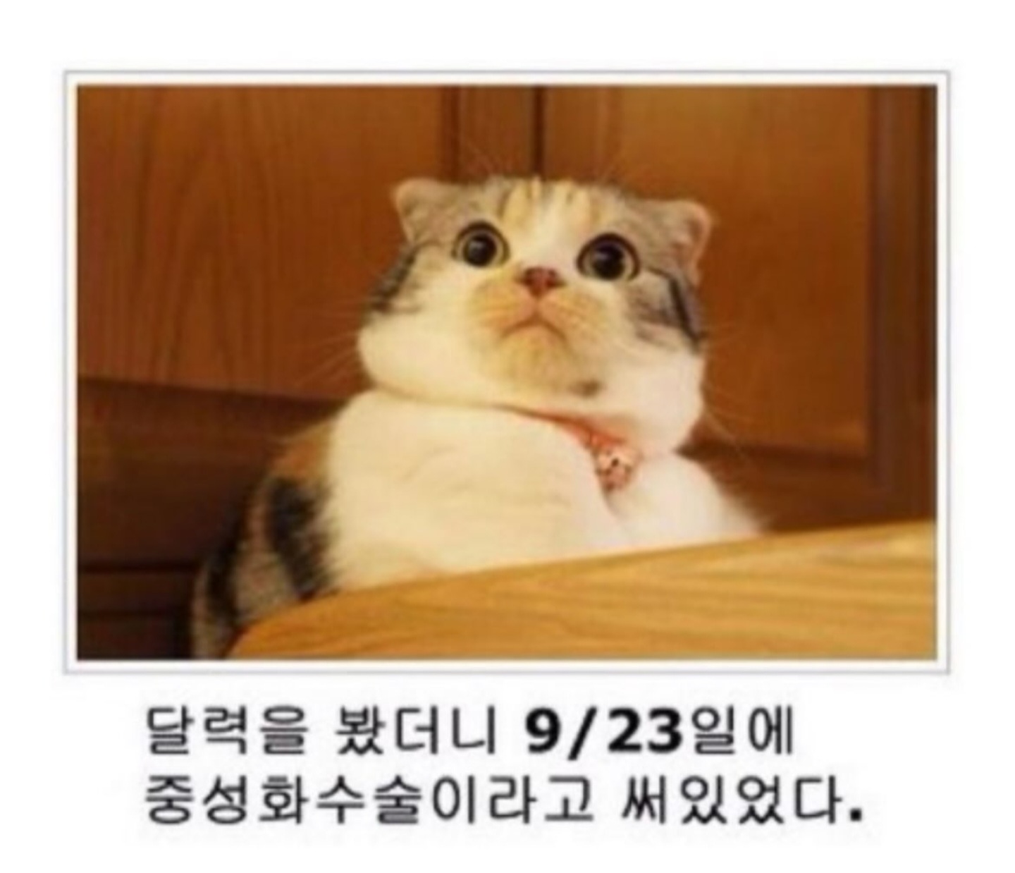 동물버전 제목학원 다시보기