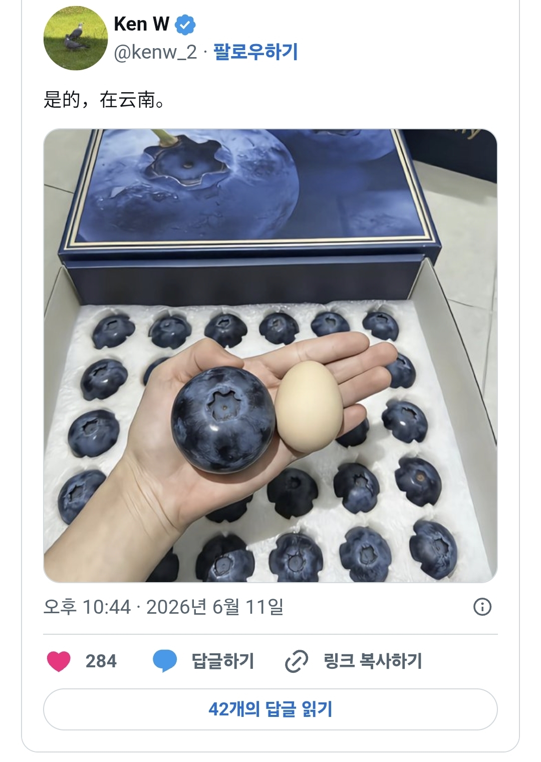 중국에서 판다는 대왕 블루베리.jpg