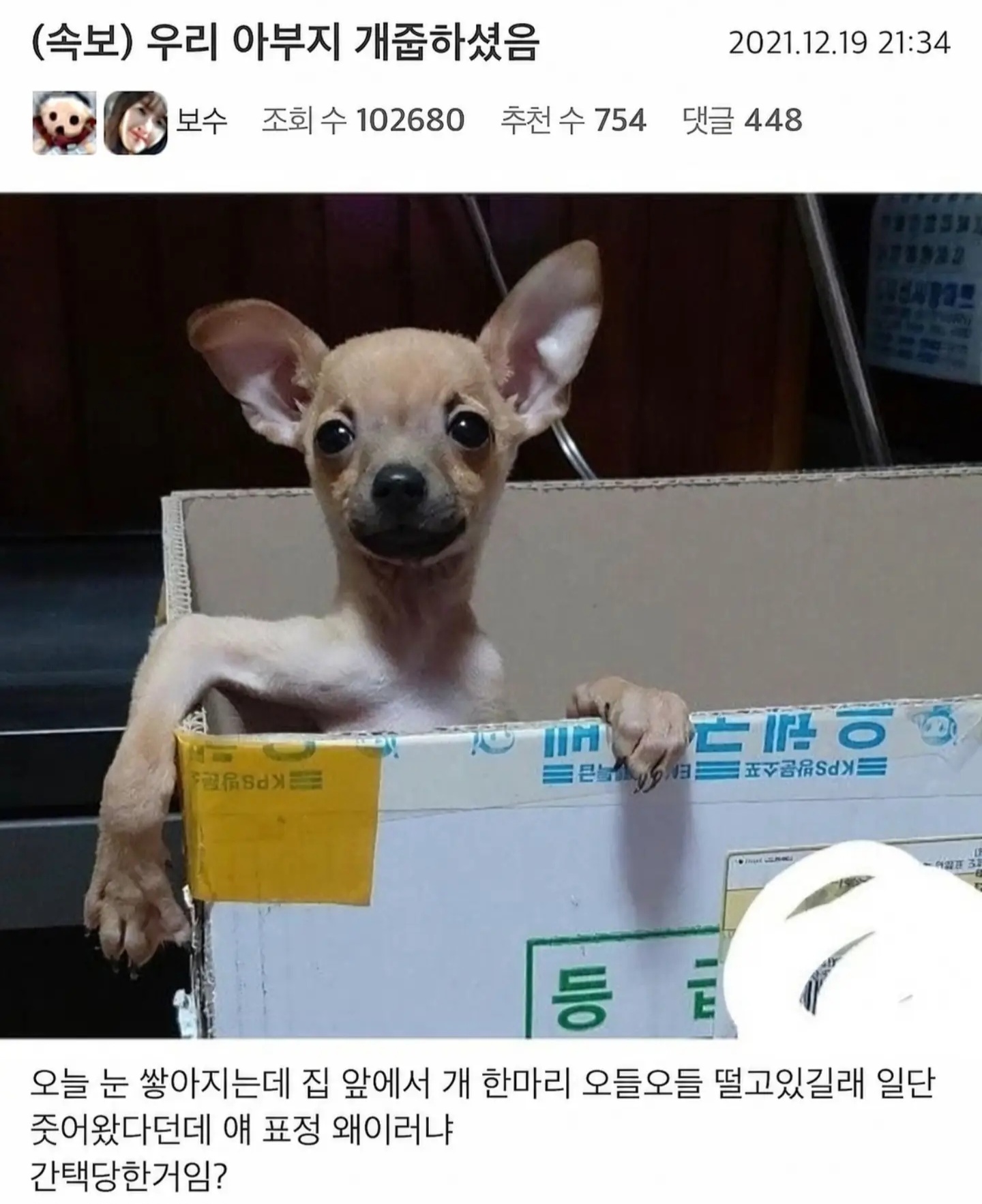 아부지가 강아지를 주워오셨다