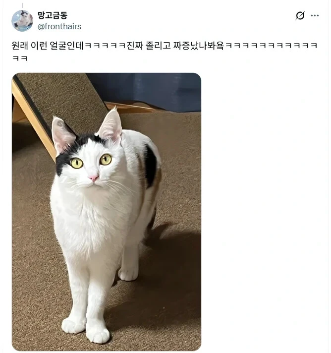 루틴 깨져서 화난 고양이