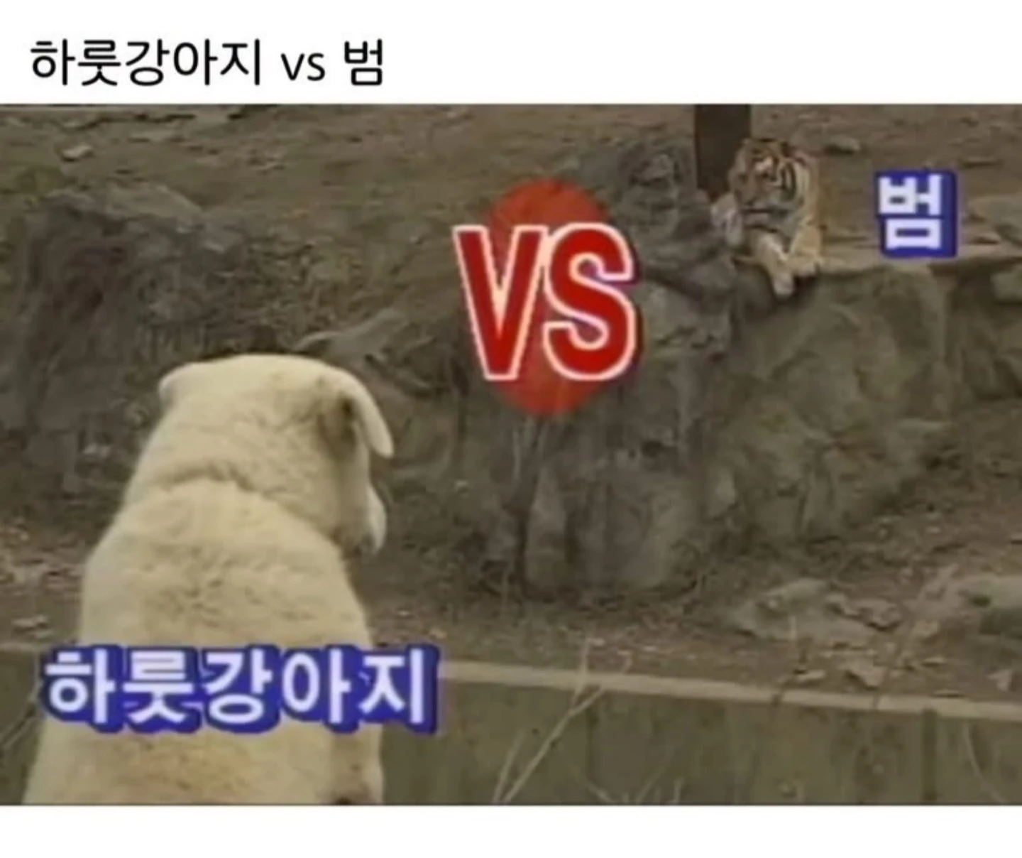 하룻강아지 범 무서운줄 모른다