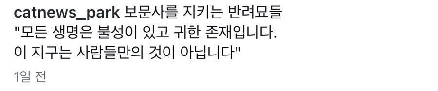 보문사에 있는 반려묘 고양이들