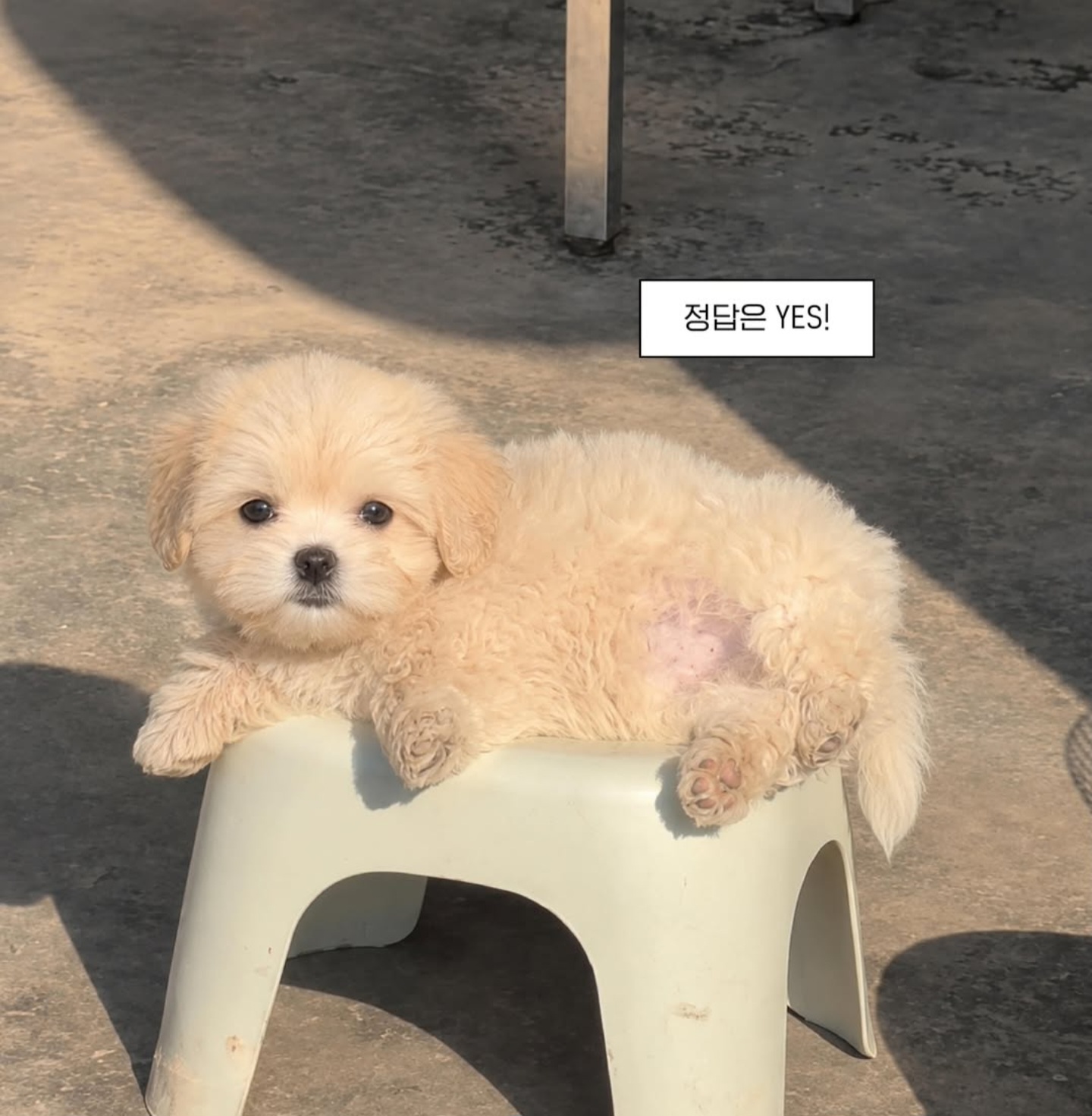 강아지는 사진속 보호자를 알아볼까???