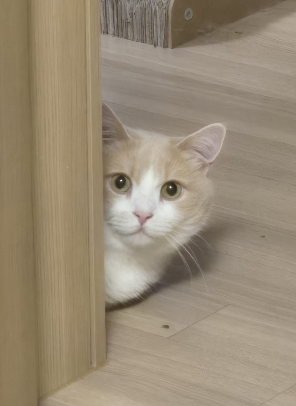 고양이) 뒷다리만 봐도 귀여움