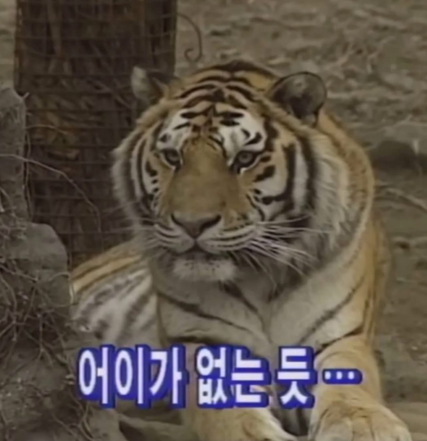 하룻강아지 범 무서운줄 모른다