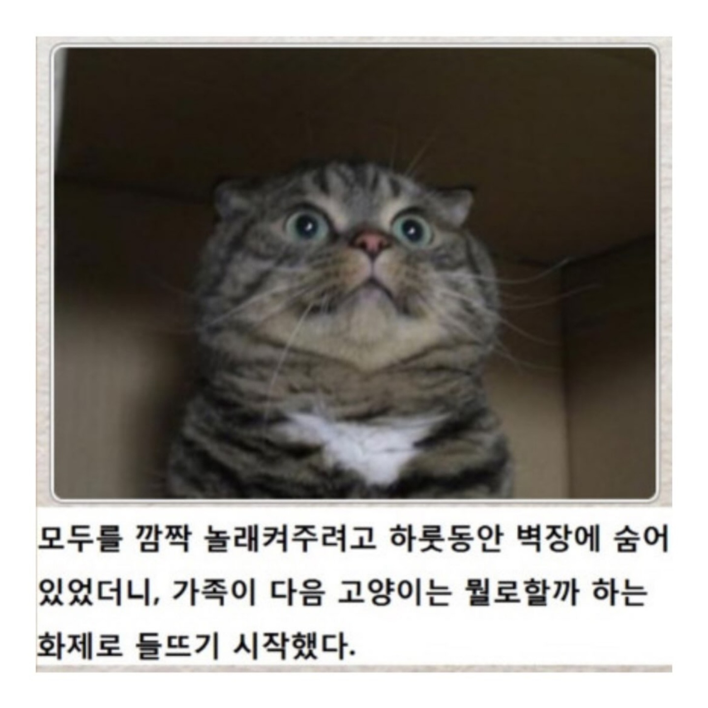 동물버전 제목학원 다시보기