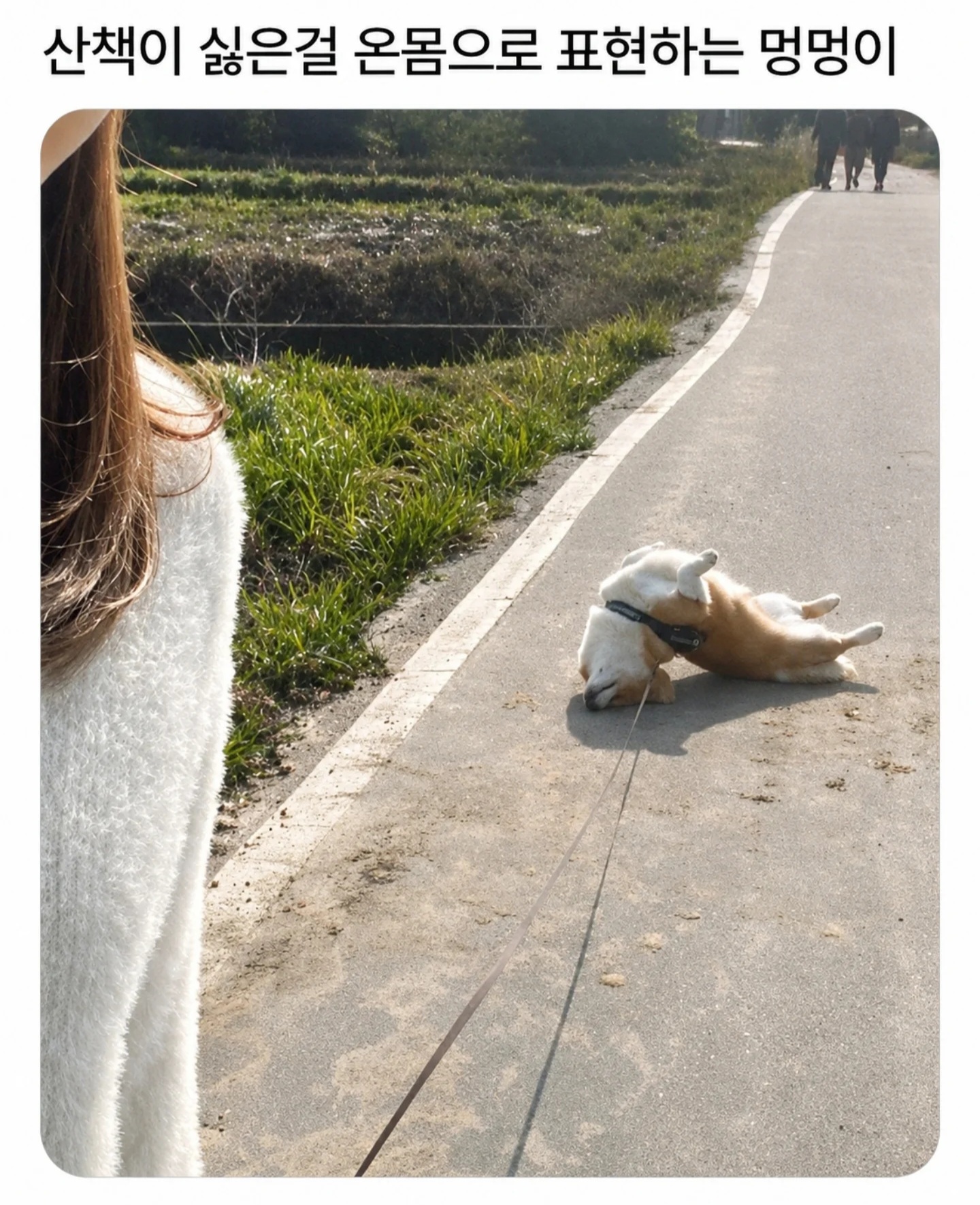 산책이 싫은걸 온몸으로 표현하는 강아지