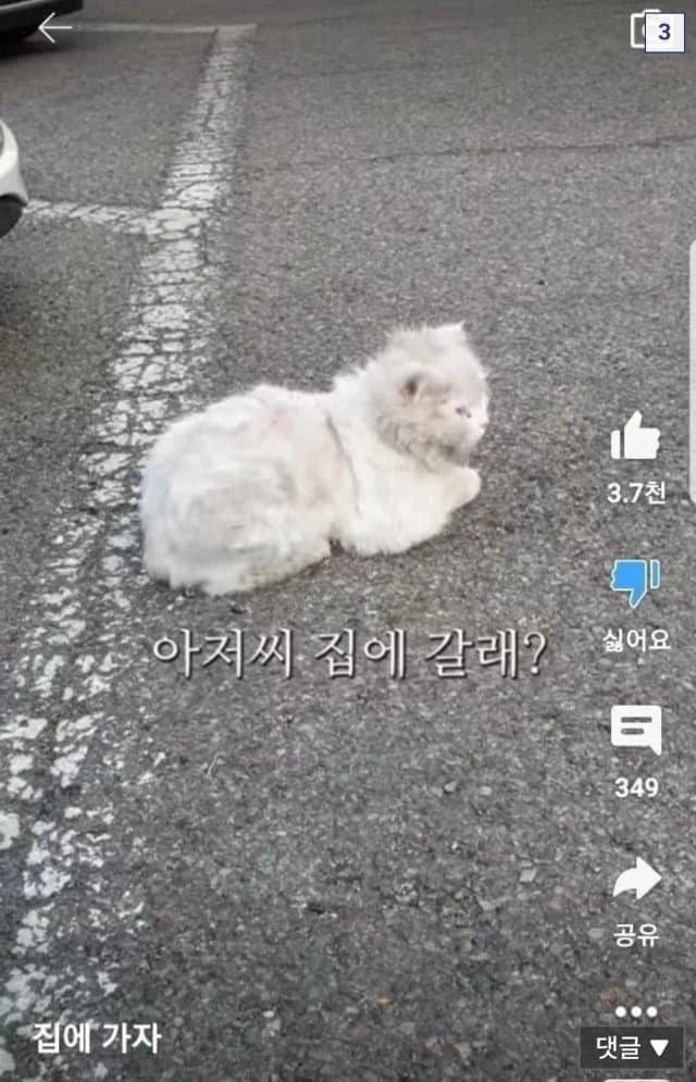해처리에 S급매물이 나타난걸 본 캣대디